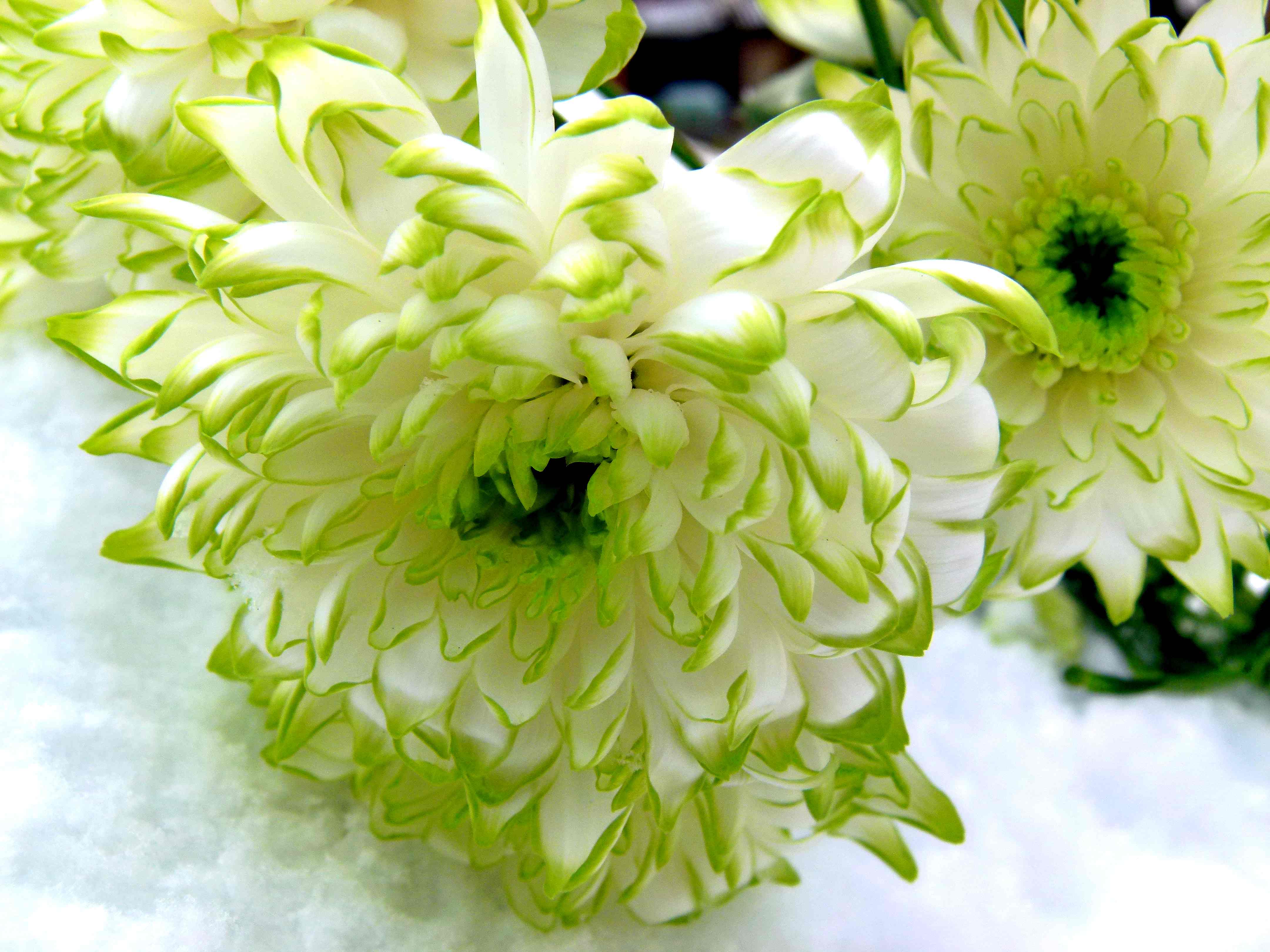 Lime green tipped White Chrysanthemum on snow  Fables and Flora