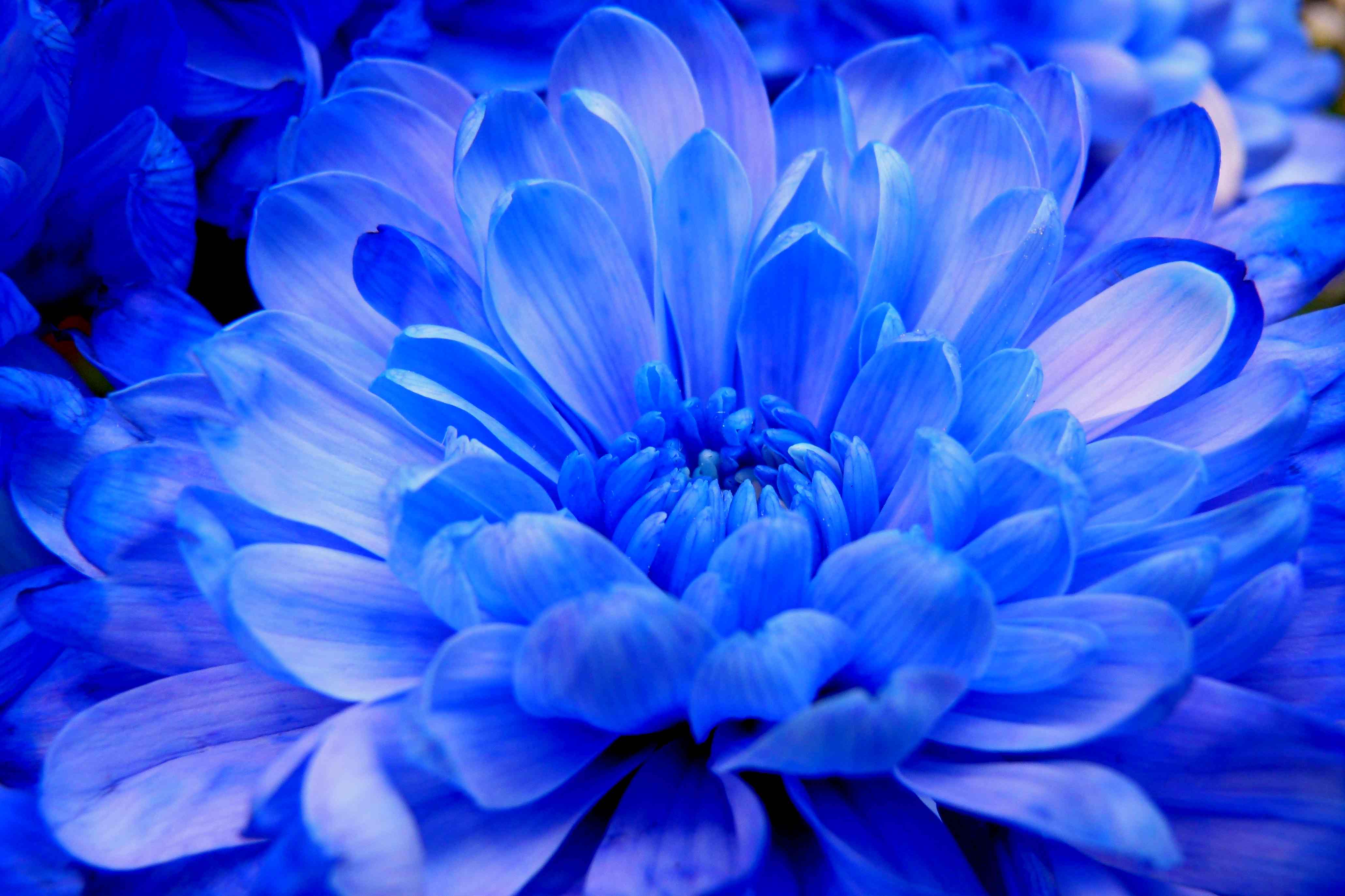 Blue Chrysanthemums | Fables and Flora